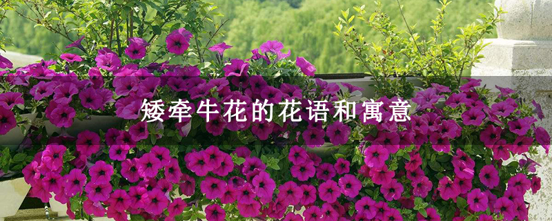 矮牵牛花的花语和寓意 矮牵牛花的花语和寓意