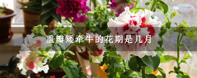 重瓣矮牵牛的花期是几月 重瓣矮牵牛的花期是几月