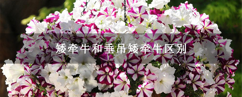 矮牵牛和垂吊矮牵牛区别 矮牵牛和垂吊矮牵牛区别