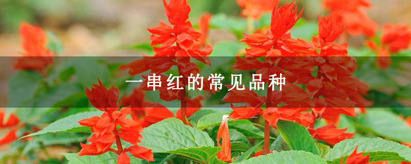 一串红的常见品种 一串红的常见品种
