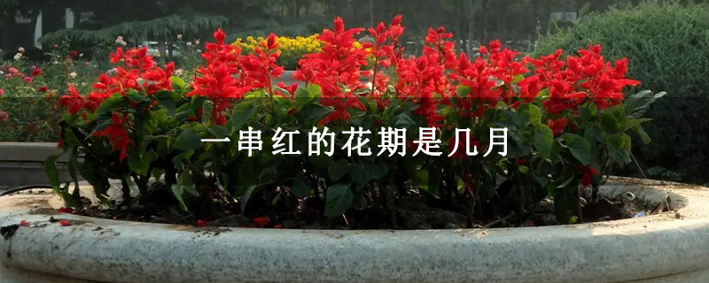 一串红的花期是几月 一串红的花期是几月