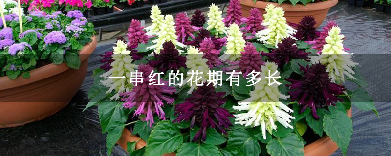 一串红的花期有多长 一串红的花期有多长