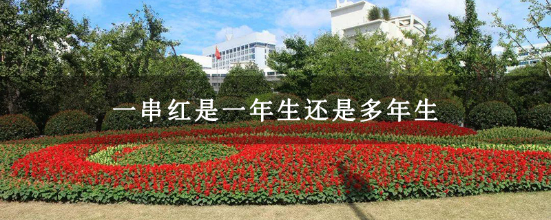 一串红是一年生还是多年生 一串红是一年生还是多年生