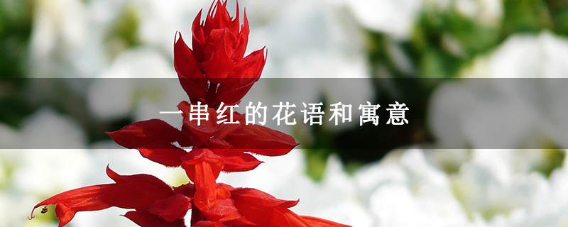 一串红的花语和寓意 一串红的花语和寓意
