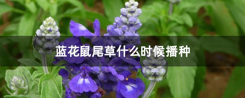蓝花鼠尾草什么时候播种 蓝花鼠尾草什么时候播种