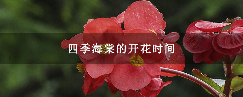 四季海棠的开花时间 四季海棠的开花时间