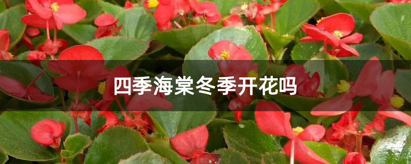 四季海棠冬季开花吗 四季海棠冬季开花吗