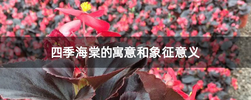 四季海棠的寓意和象征意义 四季海棠的寓意和象征意义