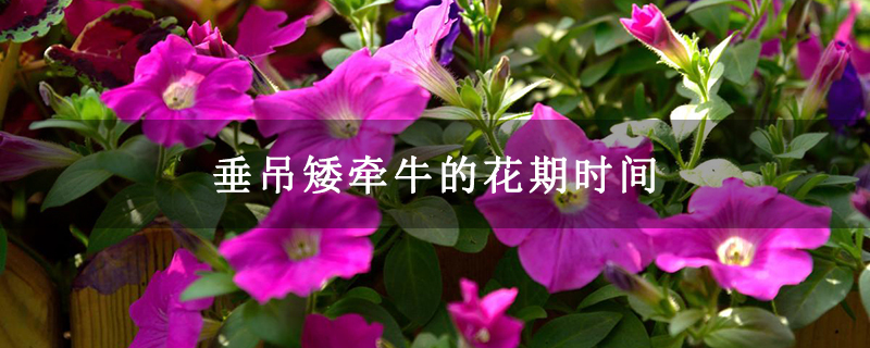 垂吊矮牵牛的花期时间 垂吊矮牵牛的花期时间