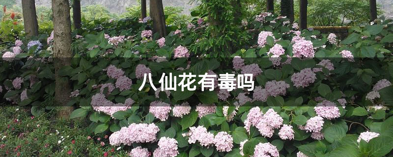 八仙花有毒吗