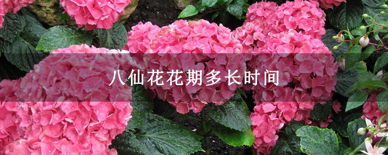 八仙花花期多长时间 八仙花花期多长时间