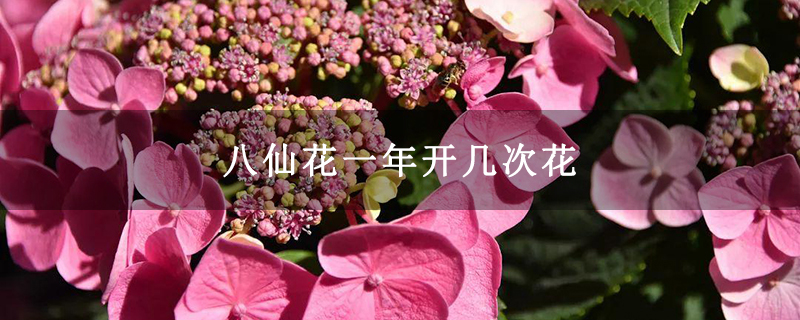 八仙花一年开几次花 八仙花一年开几次花