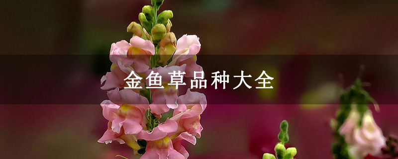 金鱼草品种大全