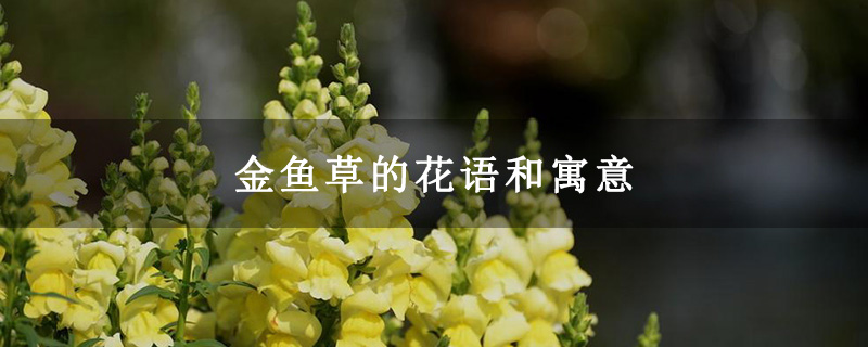 金鱼草的花语和寓意 金鱼草的花语和寓意