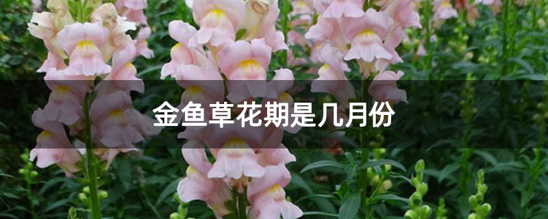 金鱼草花期是几月份 金鱼草花期是几月份