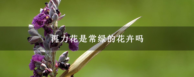 再力花是常绿的花卉吗 再力花是常绿的花卉吗