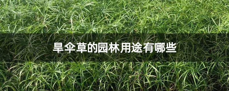 旱伞草的园林用途有哪些 旱伞草的园林用途有哪些