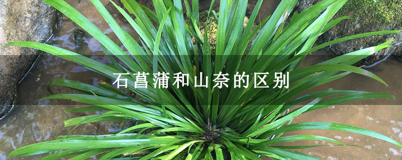 石菖蒲和山奈的区别 石菖蒲和山奈的区别