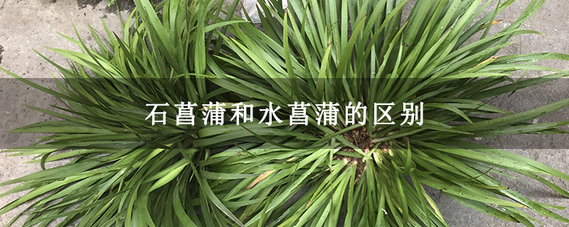 石菖蒲和水菖蒲的区别 石菖蒲和水菖蒲的区别
