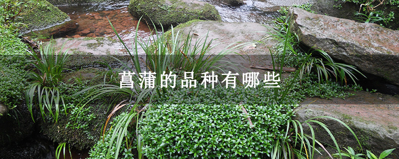 菖蒲的品种有哪些 菖蒲的品种有哪些