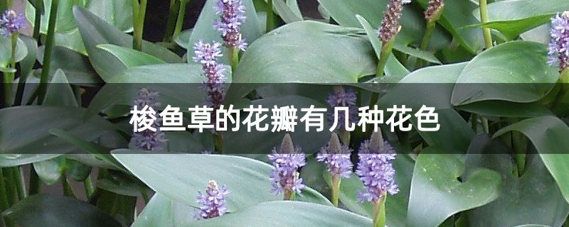 梭鱼草的花瓣有几种花色 梭鱼草的花瓣有几种花色