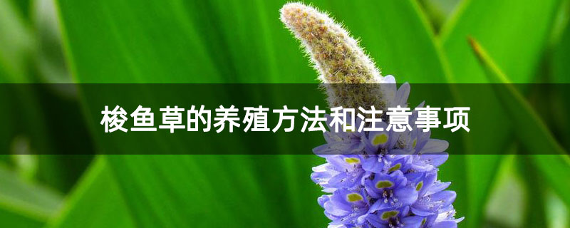 梭鱼草的养殖方法和注意事项 梭鱼草的养殖方法和注意事项