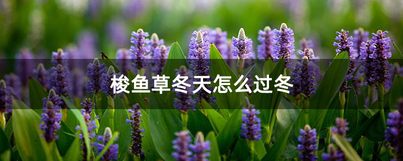 梭鱼草冬天怎么过冬 梭鱼草冬天怎么过冬