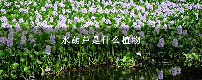 水葫芦是什么植物 水葫芦是什么植物