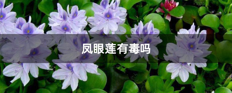 凤眼莲有毒吗 凤眼莲有毒吗
