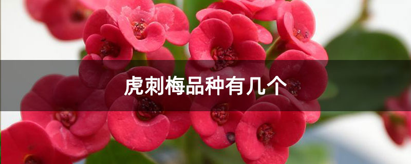 虎刺梅品种有几个 虎刺梅品种有几个