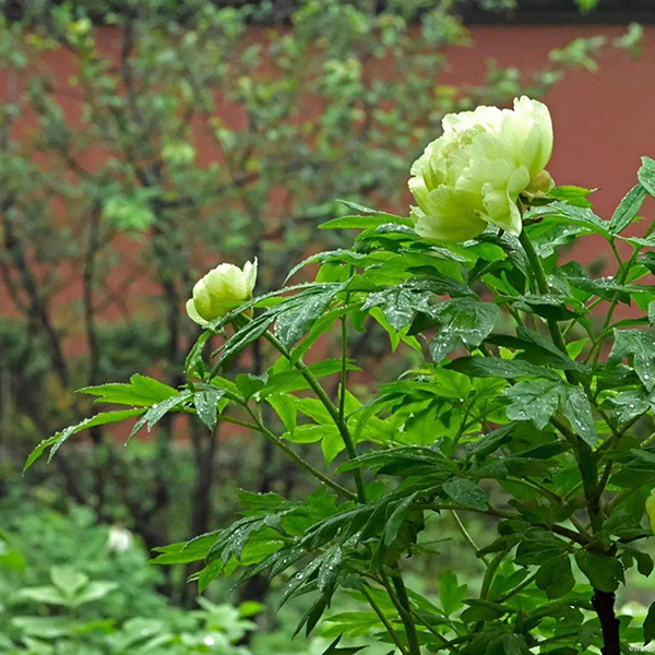 这8种牡丹花开花绝对惊艳到你！