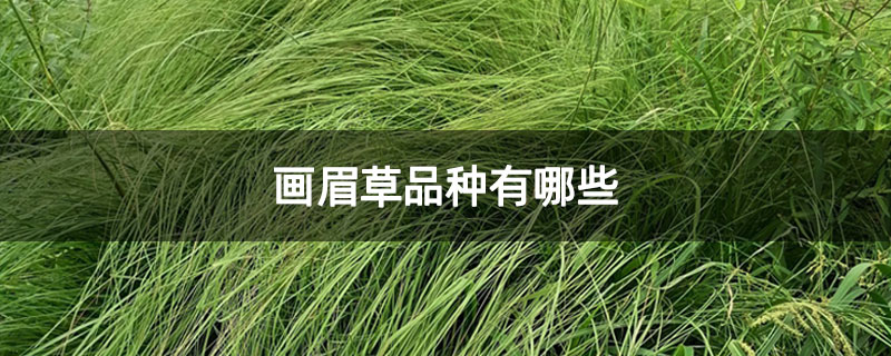 画眉草品种有哪些 画眉草品种有哪些