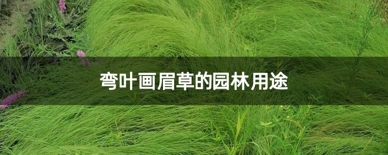 弯叶画眉草的园林用途 弯叶画眉草的园林用途