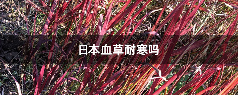 日本血草耐寒吗