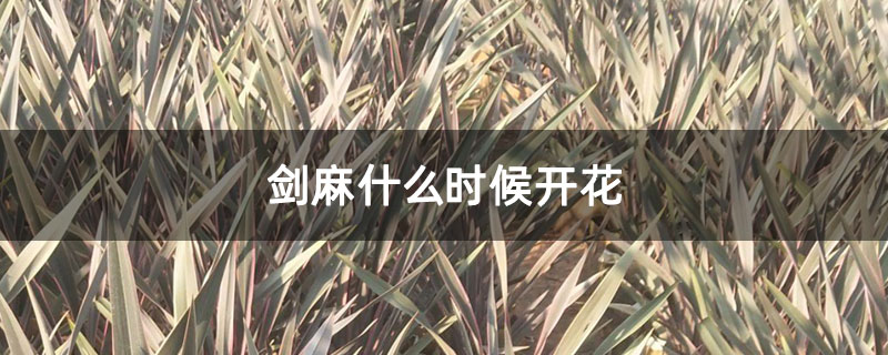 剑麻什么时候开花 剑麻什么时候开花