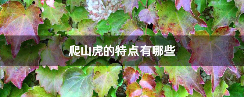 爬山虎的特点有哪些 爬山虎的特点有哪些