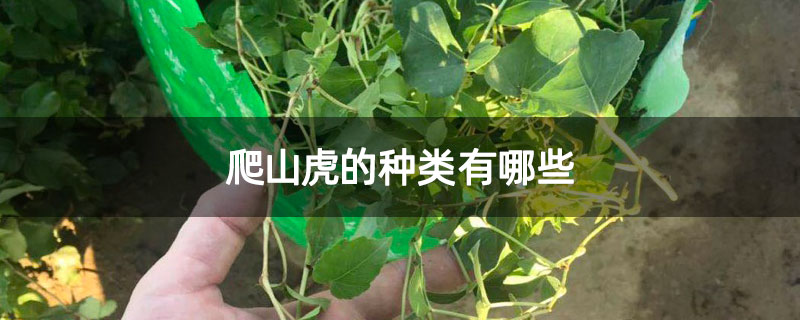 爬山虎的种类有哪些