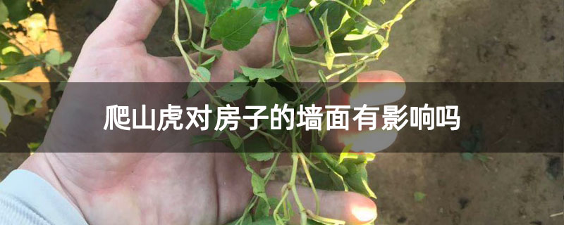 爬山虎对房子的墙面有影响吗 爬山虎对房子的墙面有影响吗