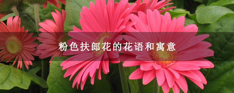 粉色扶郎花的花语和寓意 粉色扶郎花的花语和寓意