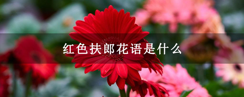 红色扶郎花语是什么 红色扶郎花语是什么