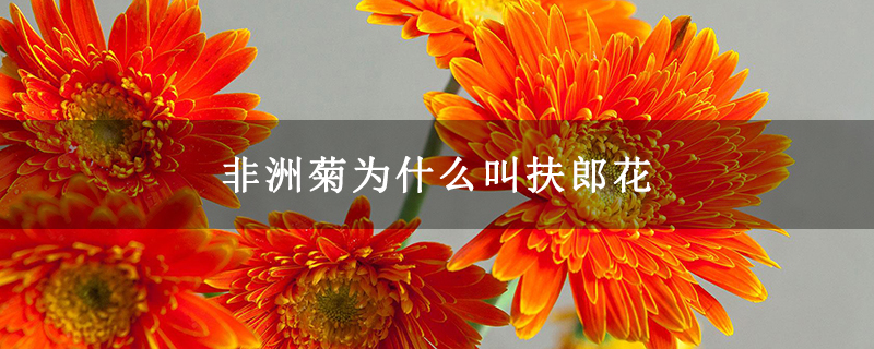 非洲菊为什么叫扶郎花 非洲菊为什么叫扶郎花