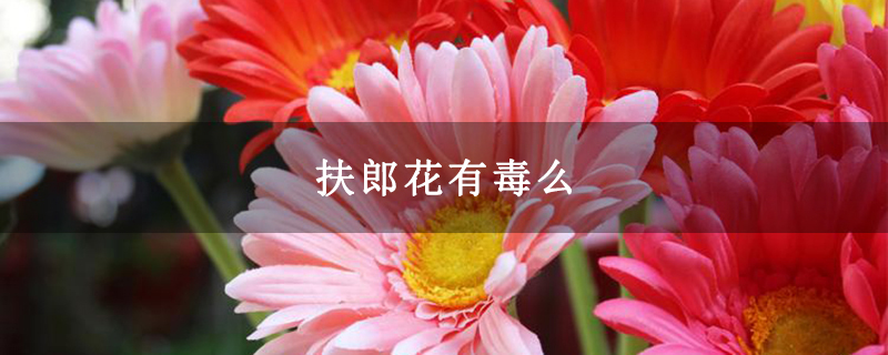 扶郎花有毒么 扶郎花有毒么