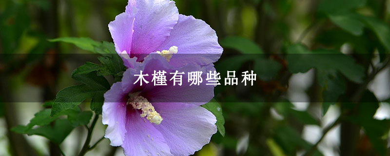 木槿有哪些品种 木槿有哪些品种