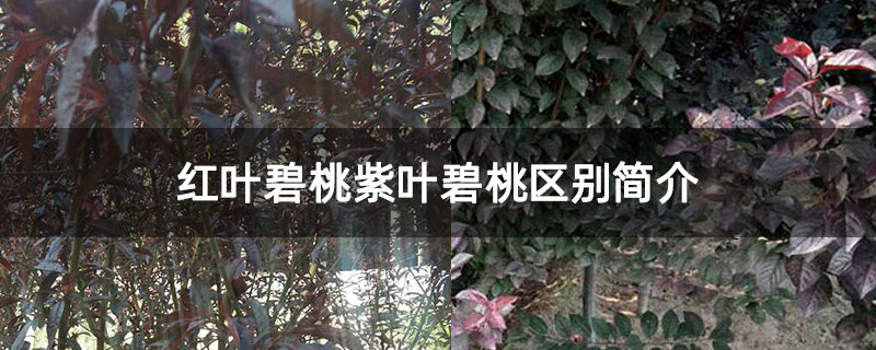 红叶碧桃紫叶碧桃区别简介 红叶碧桃紫叶碧桃区别简介