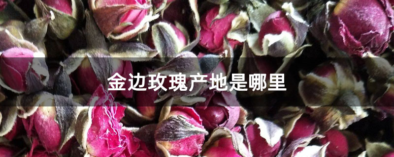 金边玫瑰产地是哪里 金边玫瑰产地是哪里
