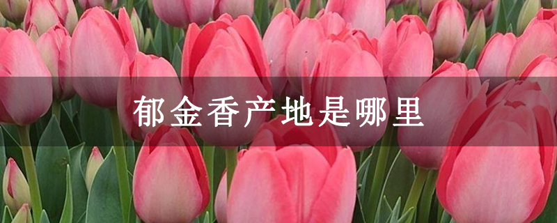郁金香产地是哪里 郁金香产地是哪里