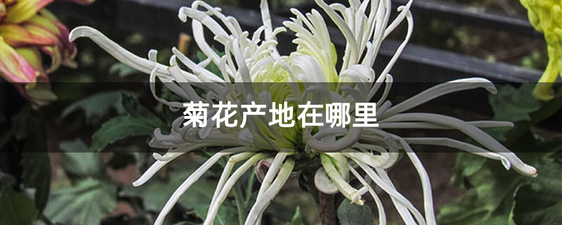 菊花产地在哪里 菊花产地在哪里