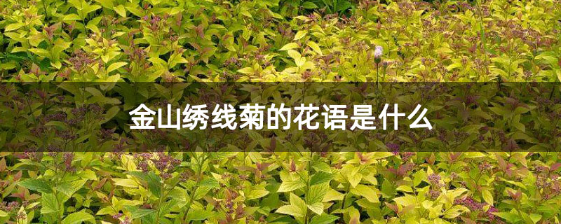 金山绣线菊的花语是什么 金山绣线菊的花语是什么