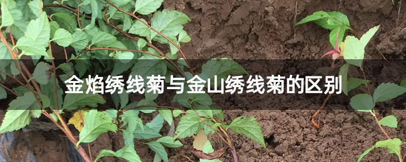 金焰绣线菊与金山绣线菊的区别