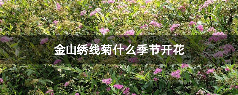 金山绣线菊什么季节开花 金山绣线菊什么季节开花